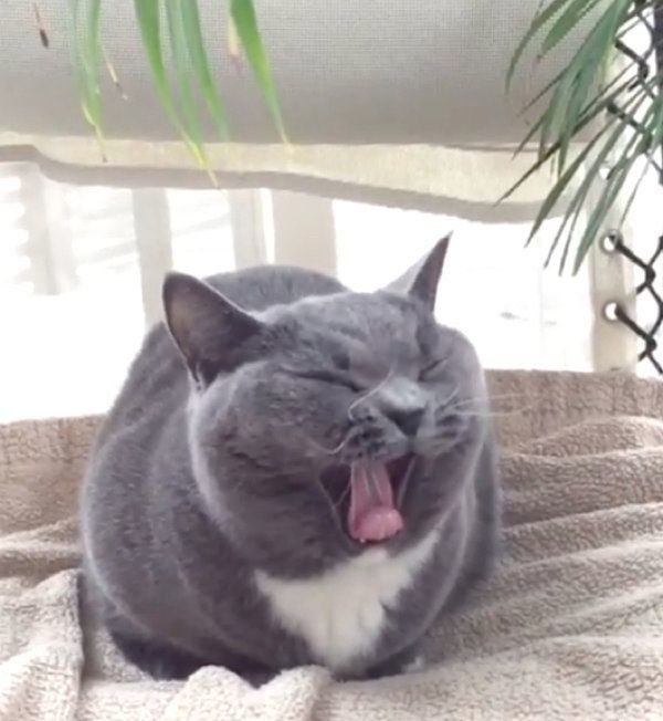 睡魔と闘うマンチカン