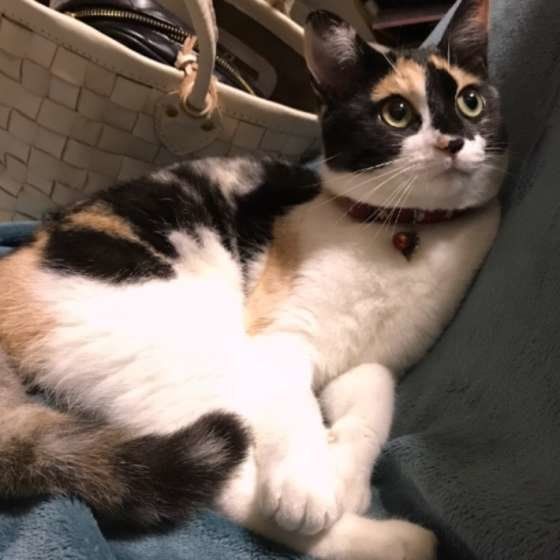 あるちゃん MIX　ミケ