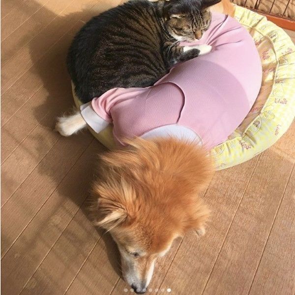 ワンコに寄り添うニャンコ