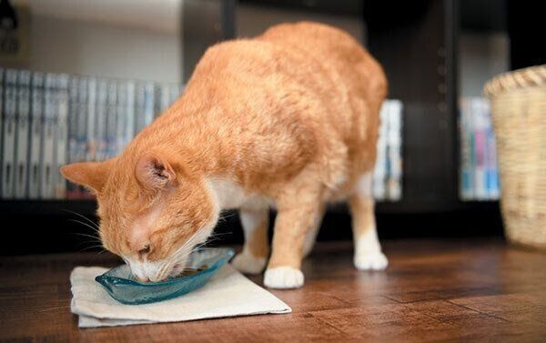 ごはんを食べる猫