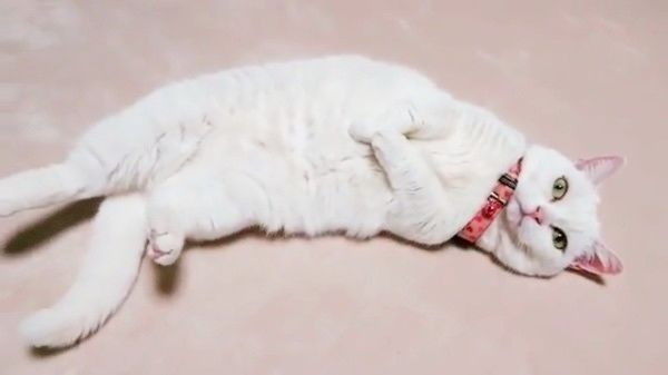 脱力するマンチカン