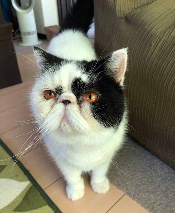 飼い主の方を見るエキゾチックショートヘア