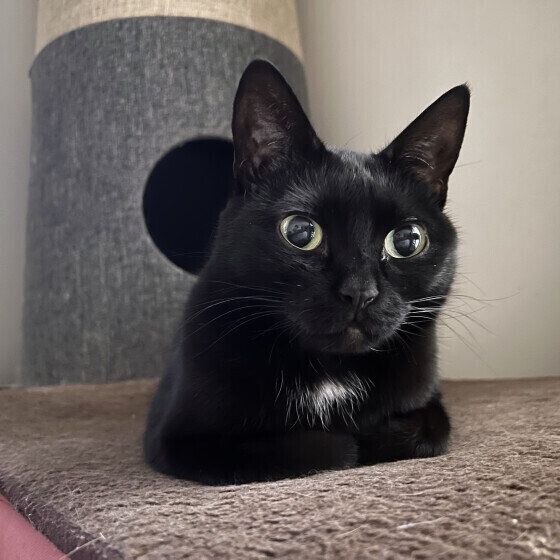 Mix（黒）のバルちゃん♪