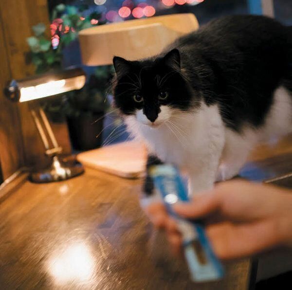 あなたと暮らす愛猫の世界には22の好きがあふれている