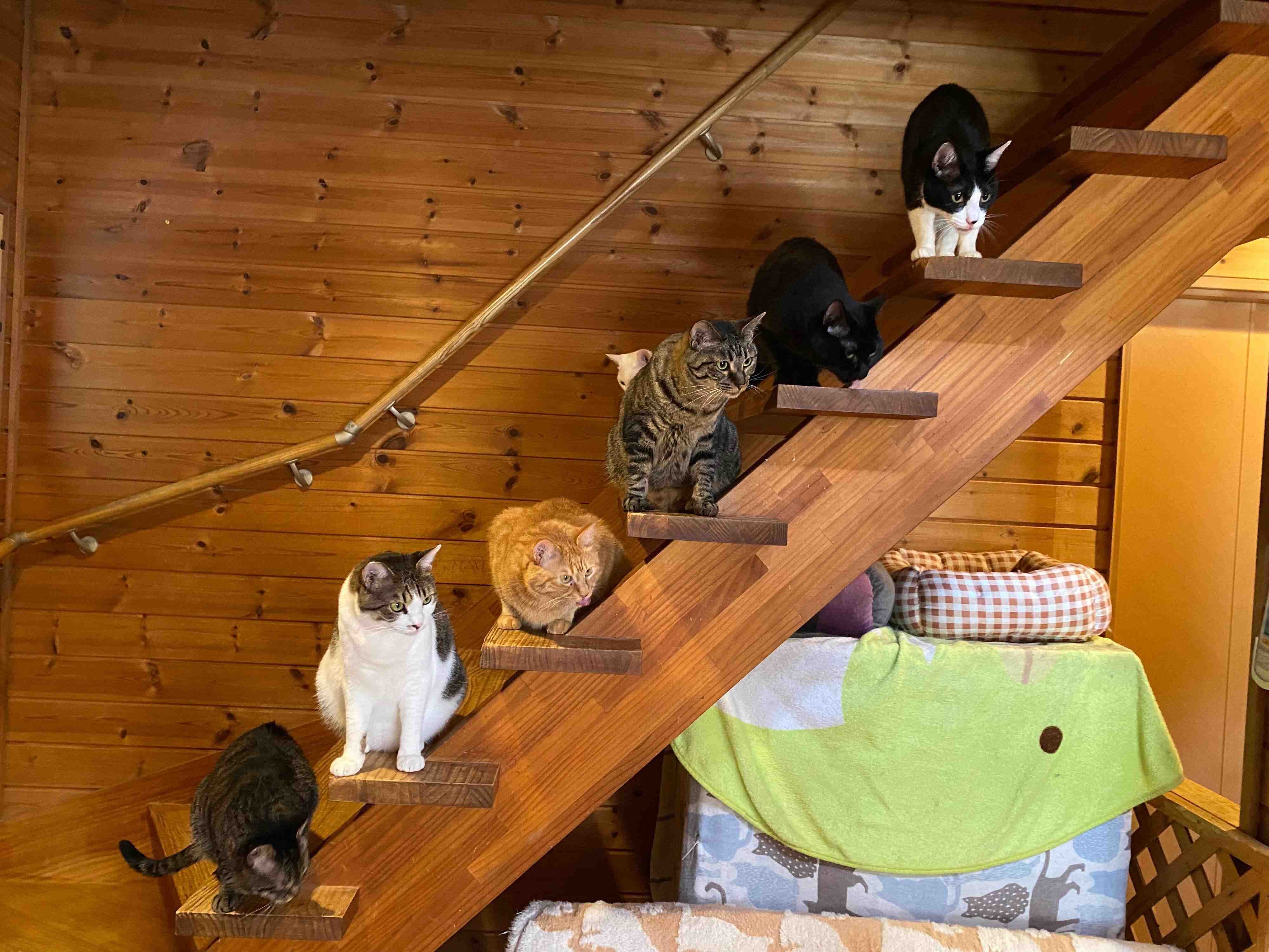 ほごっこＣＡＦＥ名物！猫階段