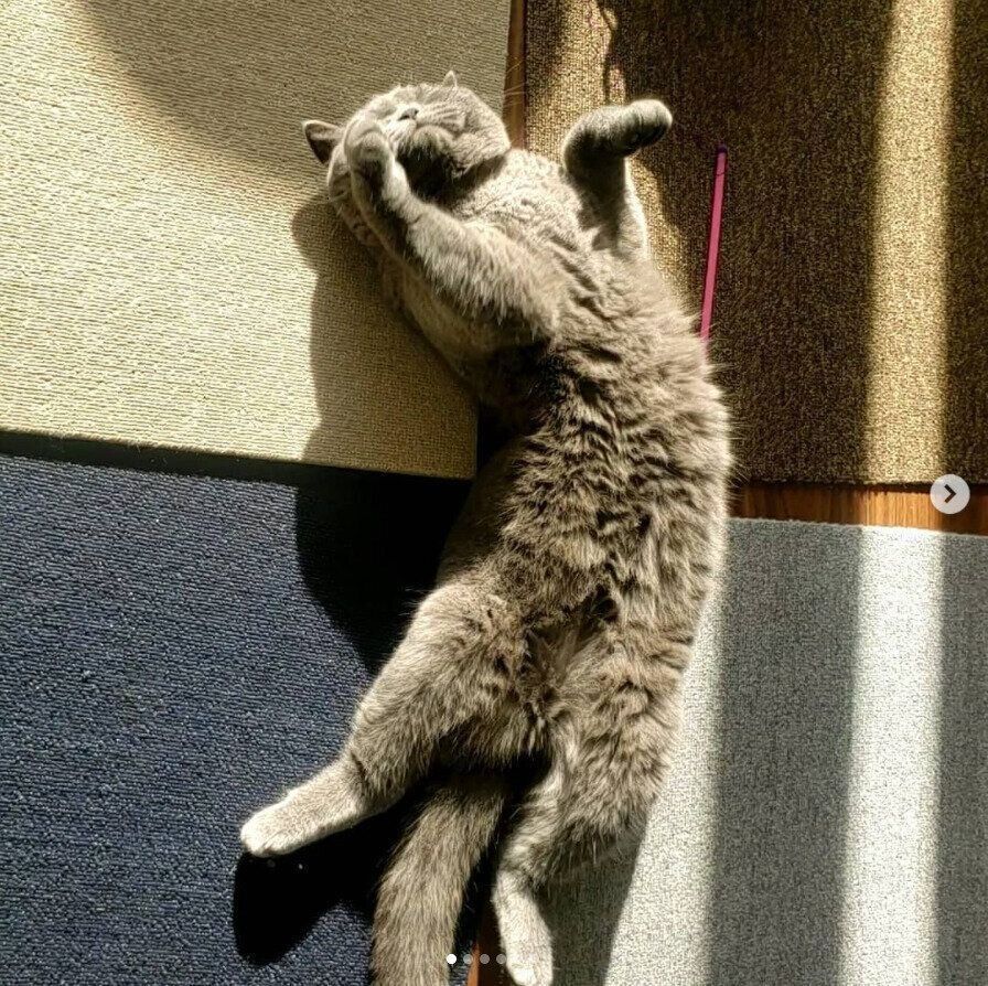 日向ぼっこする猫