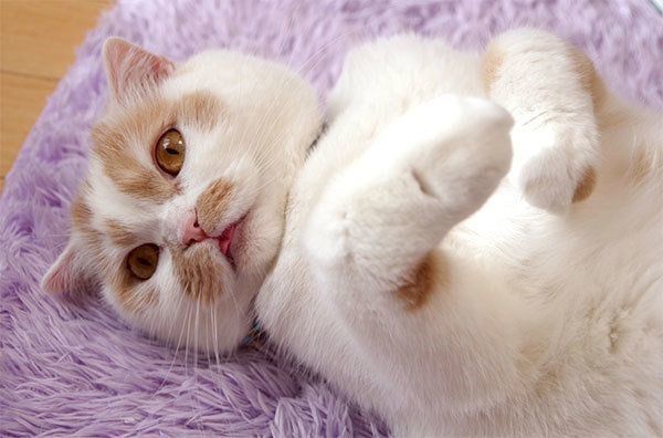 見つめるホイちゃん