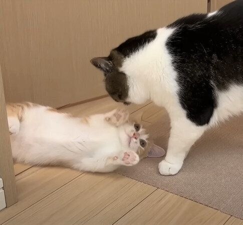 ヘソ天する子猫