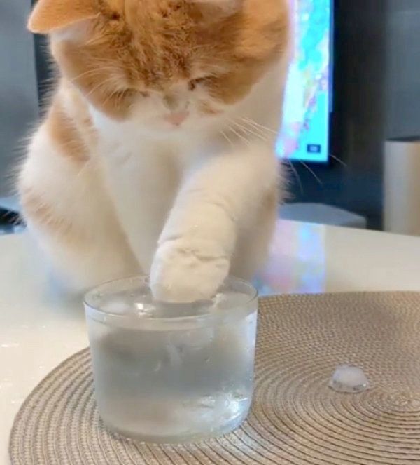 氷水で遊ぶスコティッシュフォールド