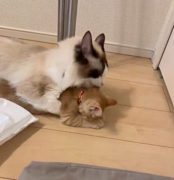 サスケくんのことをギュッとホールドするシンバちゃん