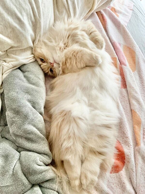 ヘソ天するモニくん