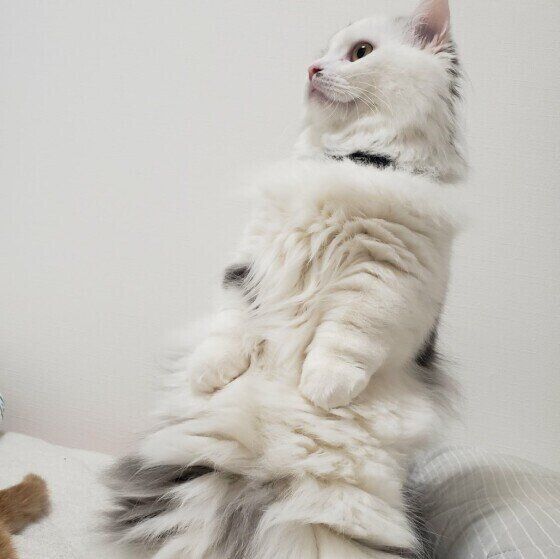 2本足で立つマンチカン