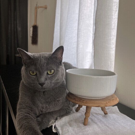 グレーのニールちゃん