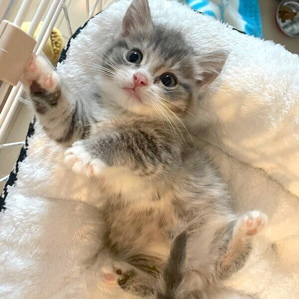 まったりするしらすくん