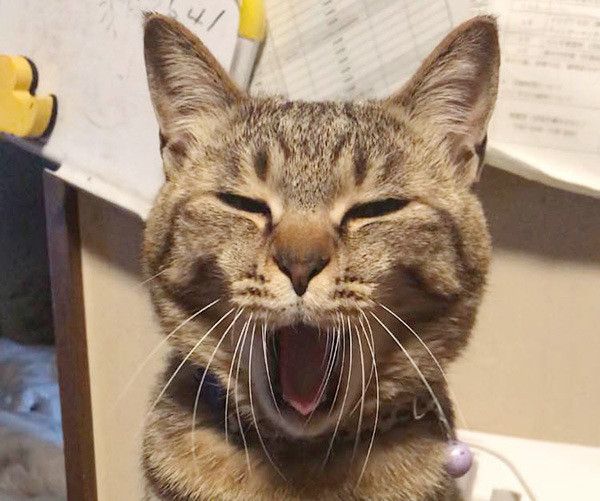 あくびする猫