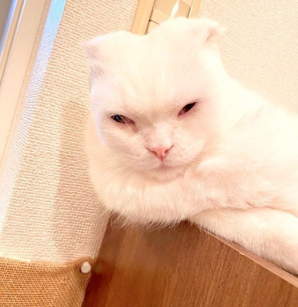 ブラッシング後、別猫のような姿になってしまったむくちゃん