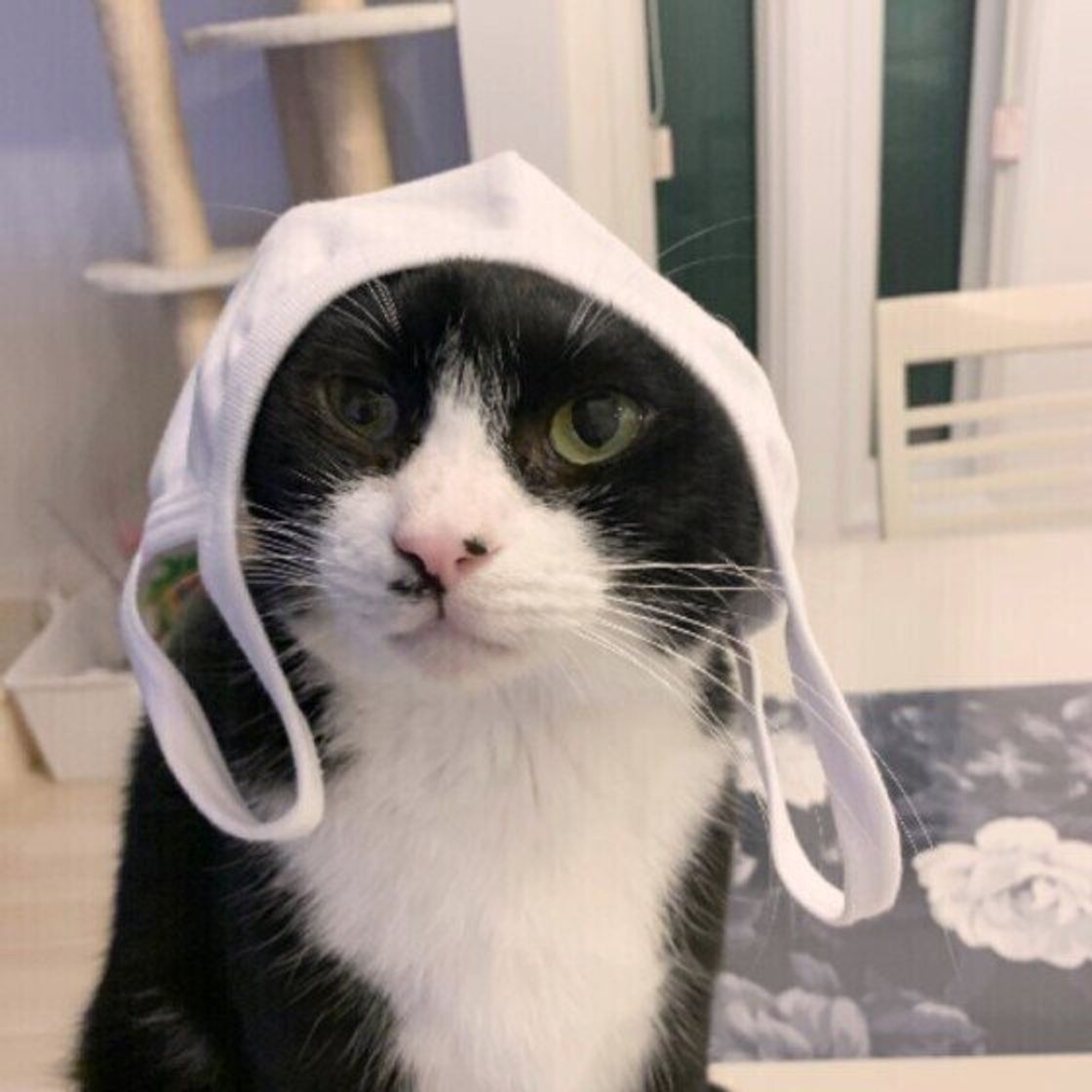 飼い主さんでありがち 猫のことで 勘違いしていること を獣医師が解説 ねこのきもちweb Magazine 飼い主さんでありがち 猫のことで 勘違いしていること を獣医師が解説 ねこのきもちweb Magazine