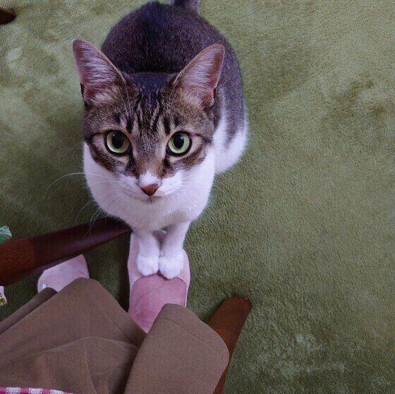 足の上に前足を置くキジトラ猫