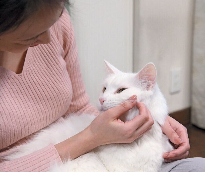 愛猫が気持ちよくなる場所をタッチ