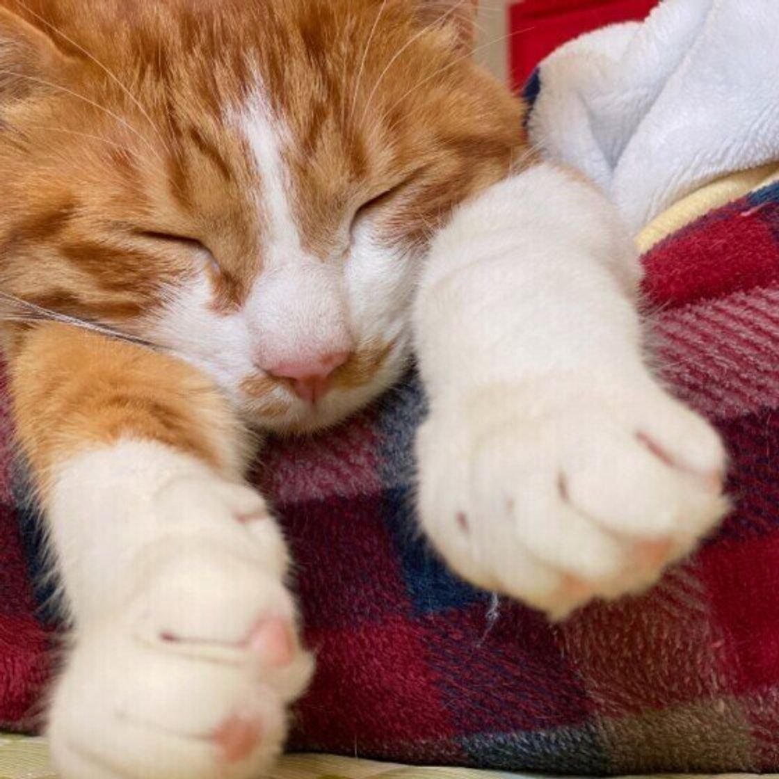 まるでスーパーマン 猫が両手両足を伸ばして寝るのはなぜ ねこのきもちweb Magazine まるでスーパーマン 猫が両手両足を伸ばして寝るのはなぜ ねこのきもちweb Magazine