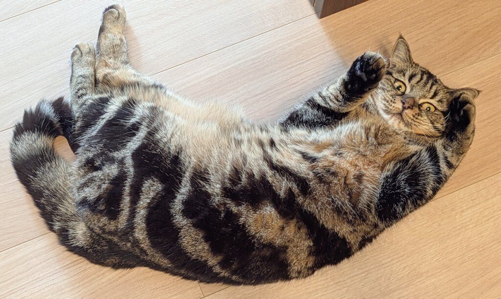 仰向けになっている猫