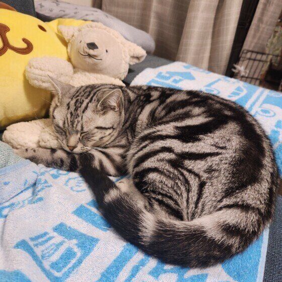 ぬいぐるみと一緒に眠るアメリカンショートヘア