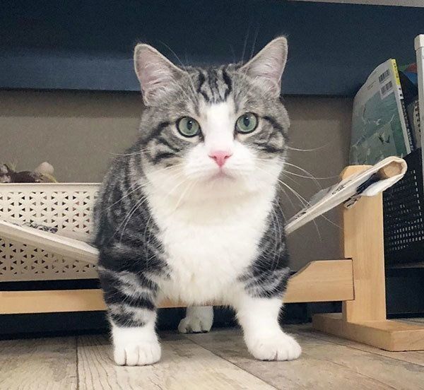 見つめるマンチカン