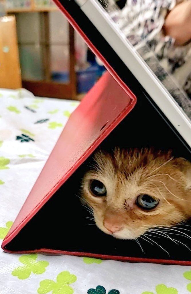 生後3カ月の子猫