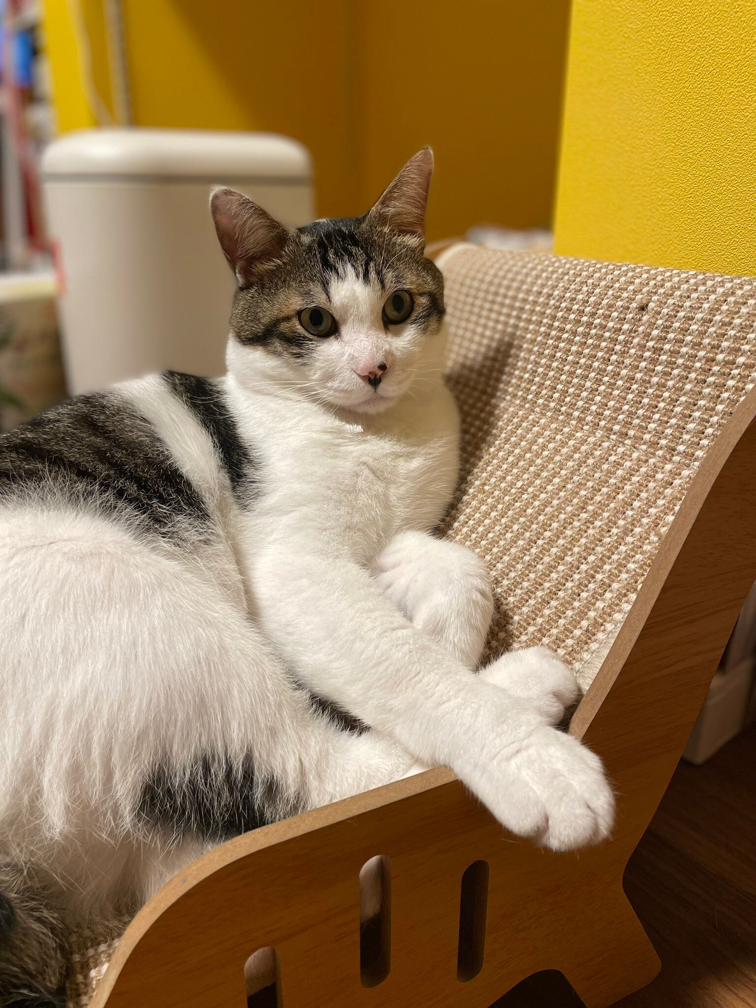 くつろいでいる猫
