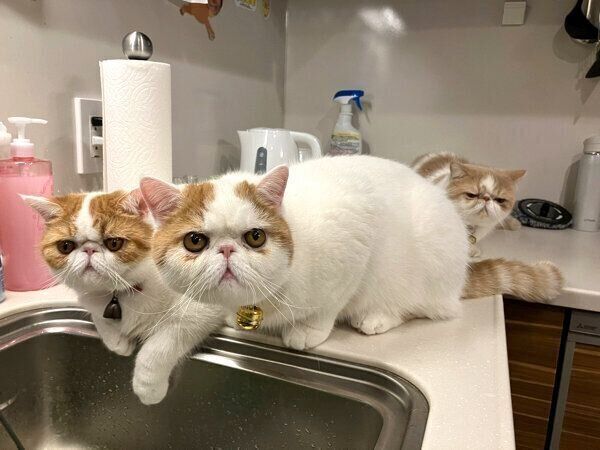 キッチンに集まる猫たち