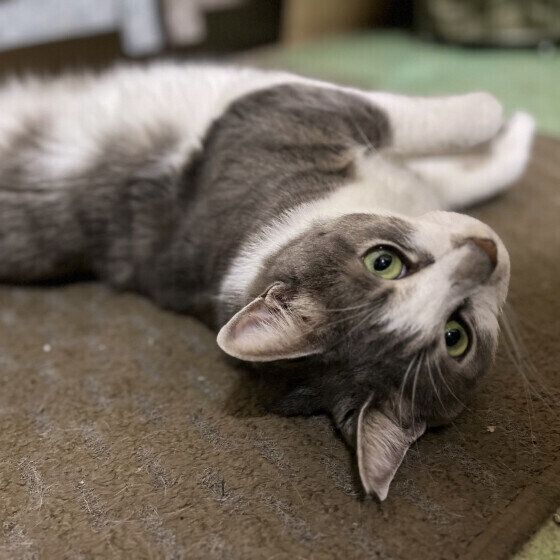 ゴロンと横になるサバトラ猫