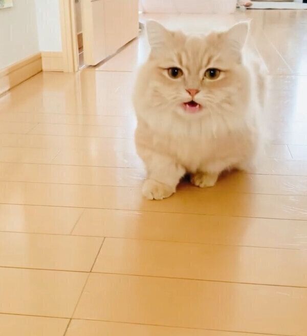 飼い主さんのことを出迎えるモニくん