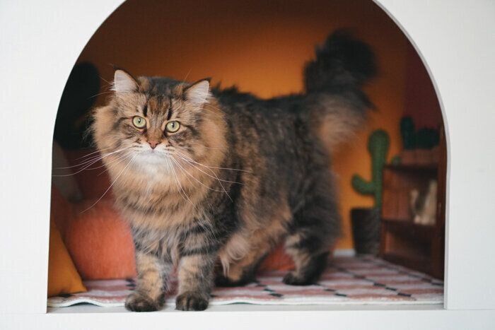 押し入れに猫専用の小部屋を♪