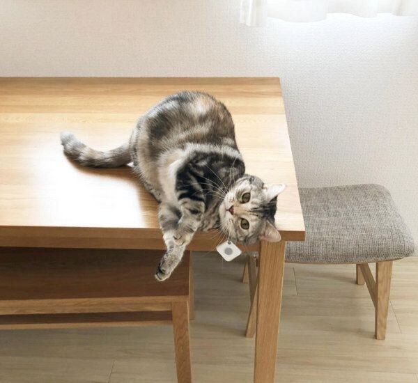 スリスリするアメリカンショートヘア