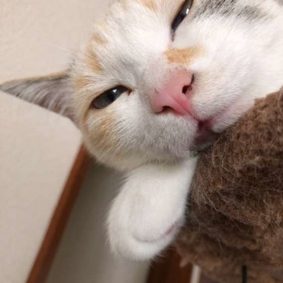 目を細める三毛猫