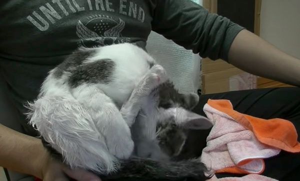 お風呂のときだけ大人しい猫