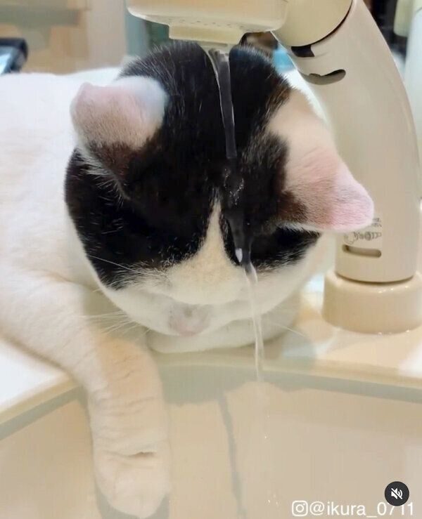 水に打たれるいくらちゃん