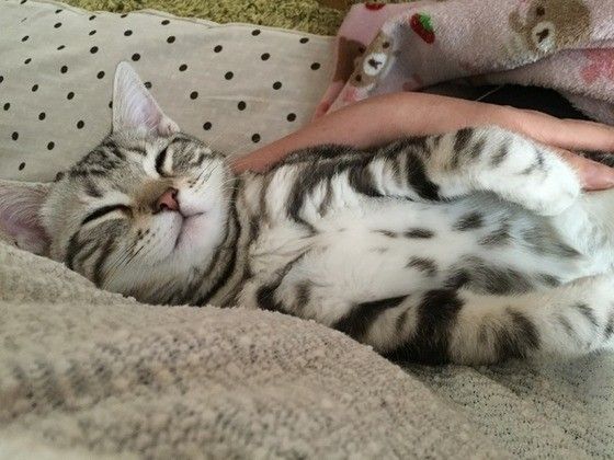 抱っこで寝るアメリカンショートヘア
