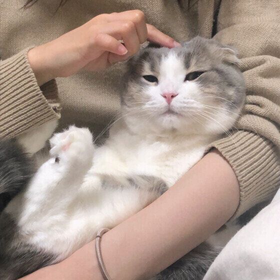 抱っこされるスコティッシュフォールド