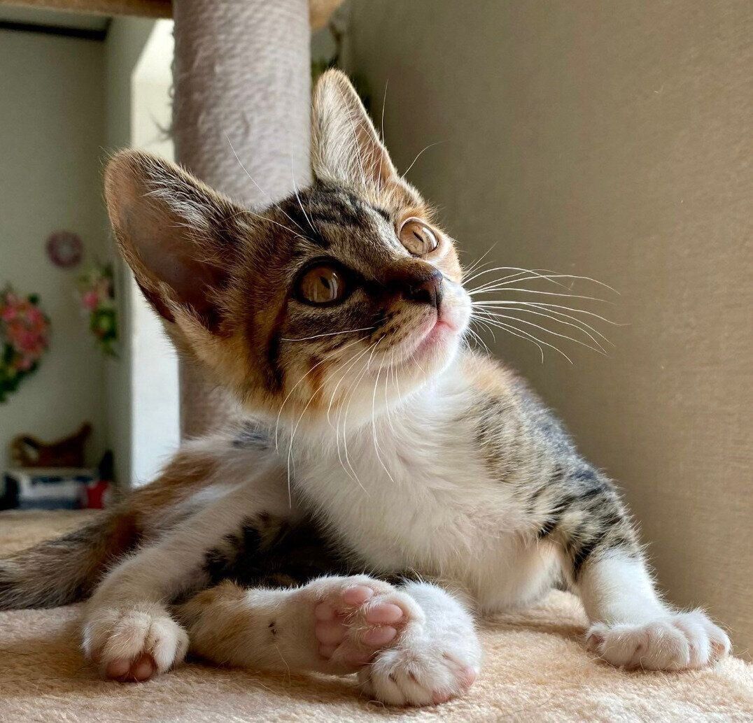 ひなたぼっこするマーブルちゃん