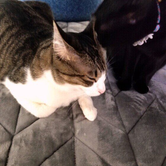 キジトラみぃちゃんは耳掃除中