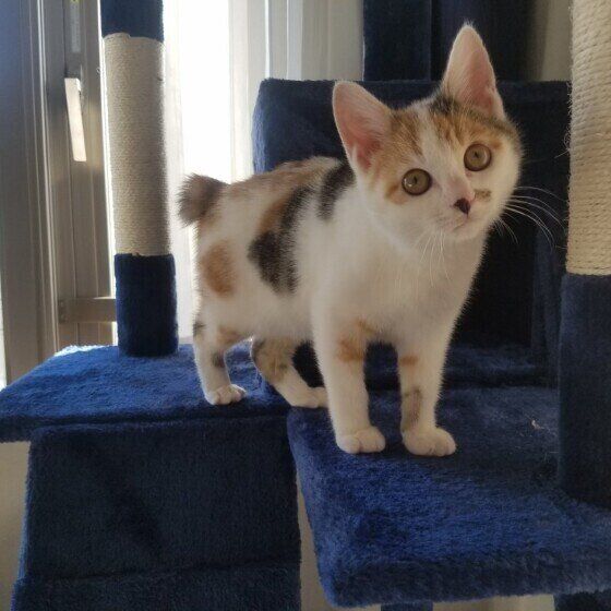 ジャパニーズ・ボブテイルのプリンちゃん