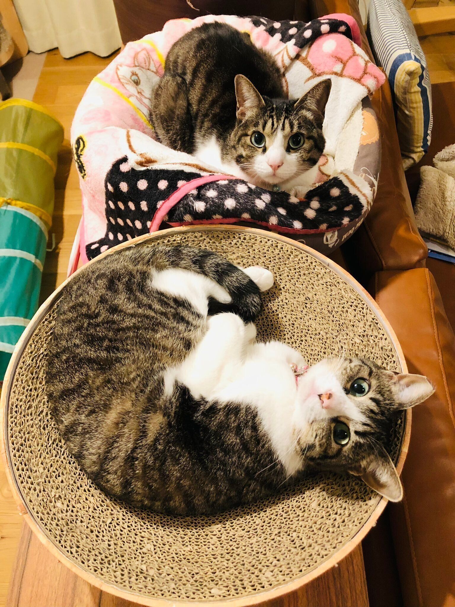 見つめるチップくん、チョコちゃん