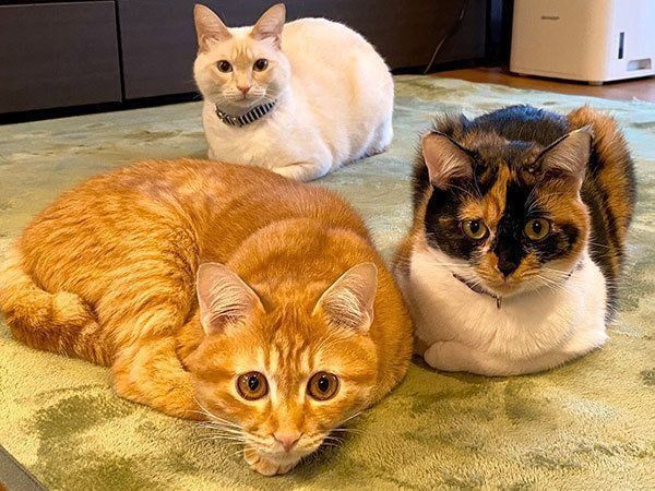 ホップちゃん・あざみちゃん兄妹とミレットちゃん