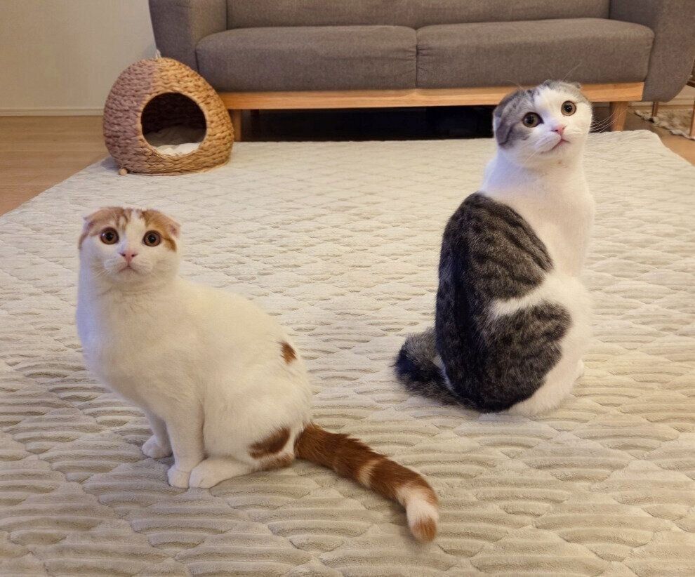 2匹のスコティッシュフォールド