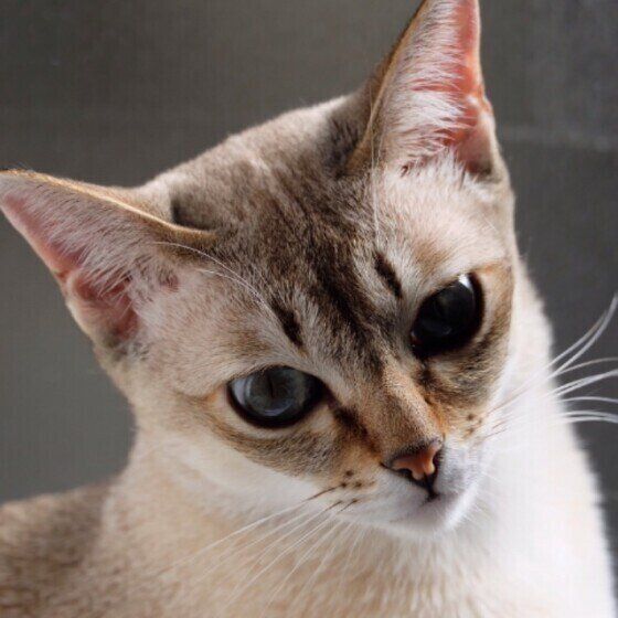 なにかを見つめるシンガプーラ