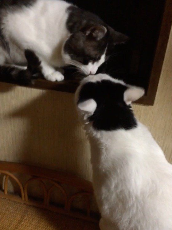 キスする猫二匹