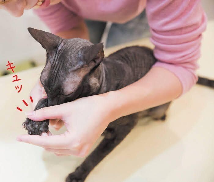 猫の足マッサージ