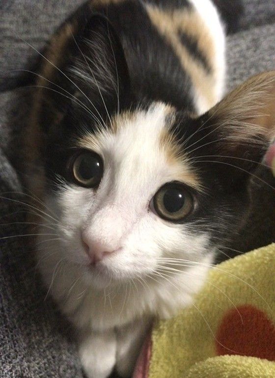 こちらを見つめる猫