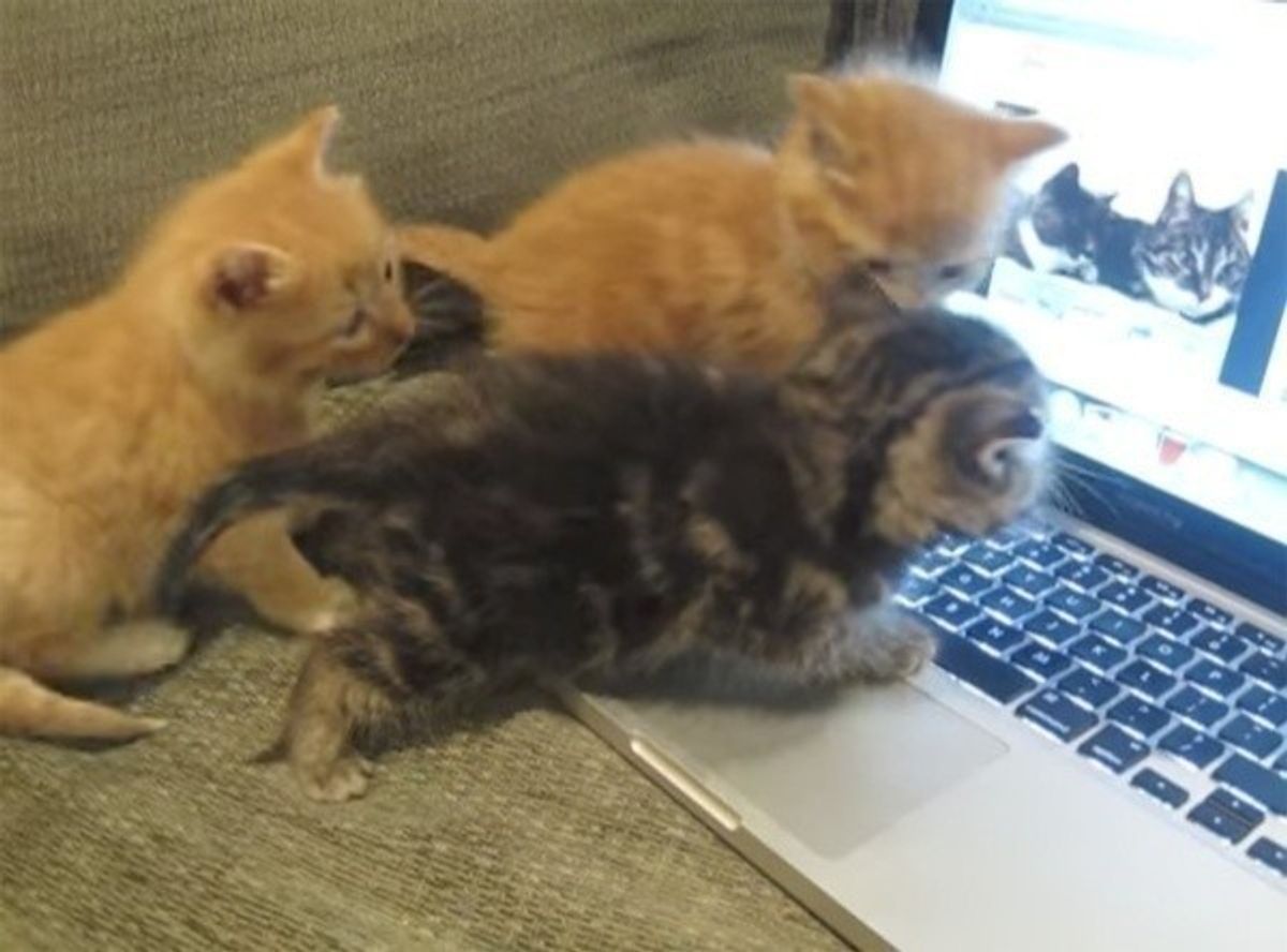 猫動画に反応する子猫 この後 ほかのコも一緒に ゚d゚ ねこのきもちweb Magazine 猫動画に反応する子猫 この後 ほかのコも一緒に ゚d゚ ねこのきもちweb Magazine